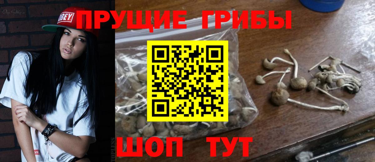 Кисловодск  Галлюциногенные грибы Psilocybine cubensis  Вход с VPN 